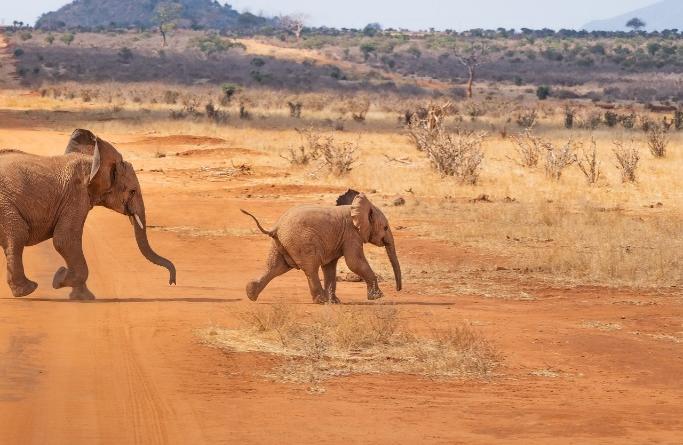 Friday, March 5 – Johannesburg – Flight to Hoedspruit, South Africa – 5-Star